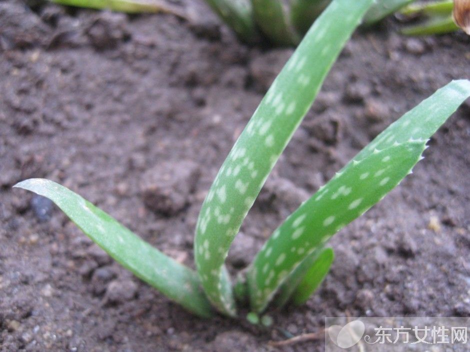 芦荟如何美容 芦荟四大美容功效大揭秘