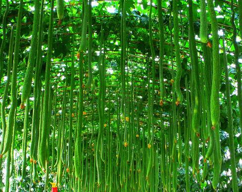 什么可以快速去痘印 8款DIY面膜祛痘美白两不误