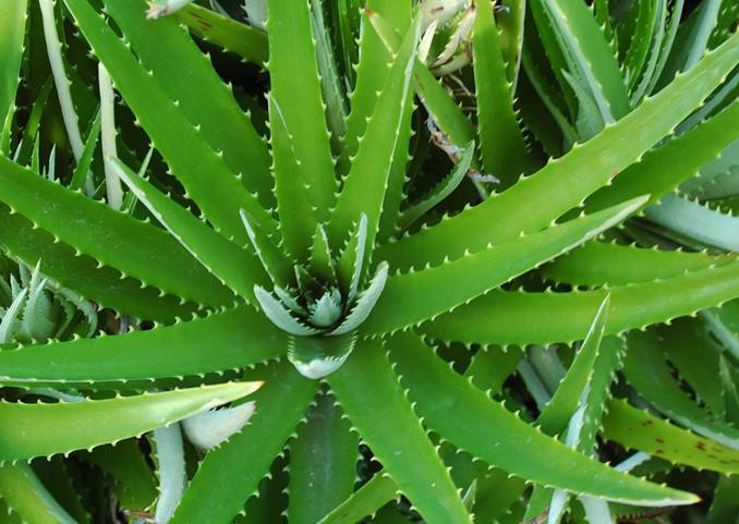 什么可以快速去痘印 8款DIY面膜祛痘美白两不误