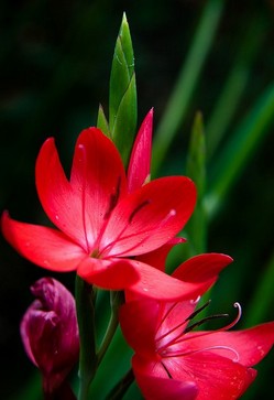 中草药功效大全 滋养容颜的十大中药秘方