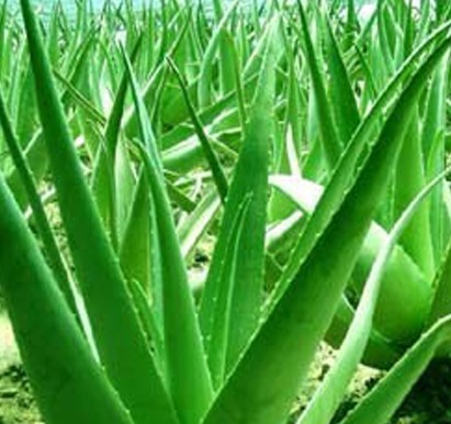 天然芦荟护肤5大功效 祛痘美白更防晒