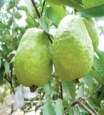 长斑了怎么办  7种水果让你恢复白暂脸蛋