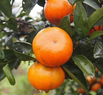 夏季养生 夏季美容养颜又抗暑的水果大全