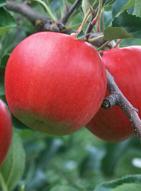 吃什么水果对皮肤好 春季8种美白护肤水果