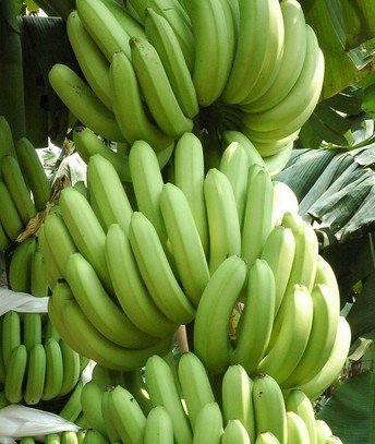 水果养生 夏季美白水果大全