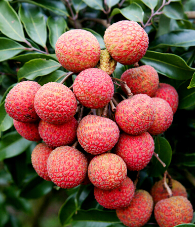 排毒养颜 水果是最好的排毒养颜食物