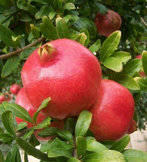 美白抗皱 女性抗皱水果推荐