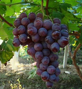 美白抗皱 女性抗皱水果推荐