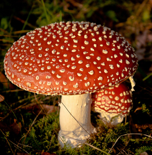 9种美白营养蔬菜 让你白里透红