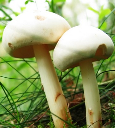 常吃七种蔬菜帮助皮肤自然美白