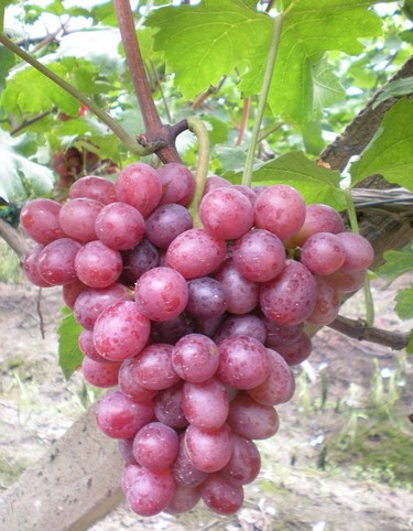 美容护肤养生 女性吃什么对皮肤最好