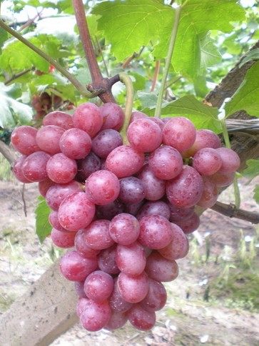 水果的功效与作用 10种食物媲美顶级护肤品