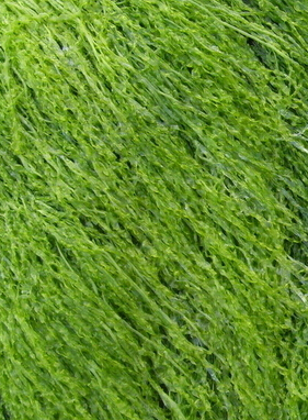 海藻面膜怎么调 海藻面膜的美容功效与调制