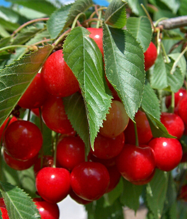 美容护肤小窍门 10种水果媲美顶级护肤品