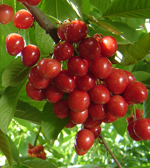 水果面膜 水果护肤面膜的作用