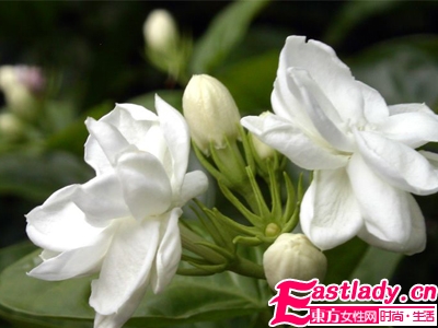 国医汉方美人秘诀 轻松打造无粉黛草本美人