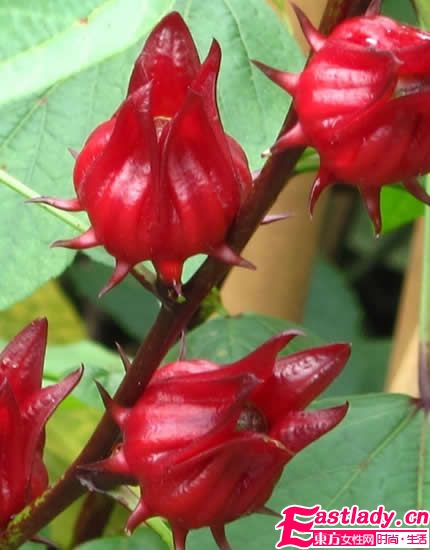 女人吃什么可以皮肤白皙 5种食物美白不烦恼