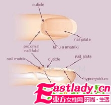 图解美甲基础学问(一)