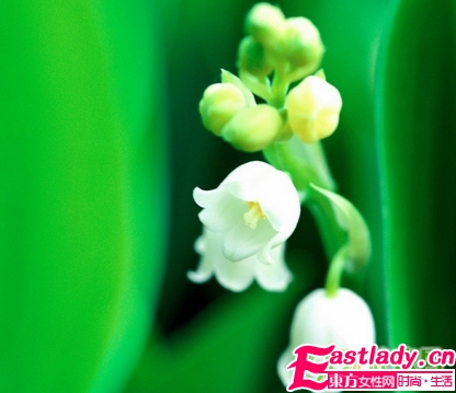 鲜花美容养颜法 让女人娇嫩如花