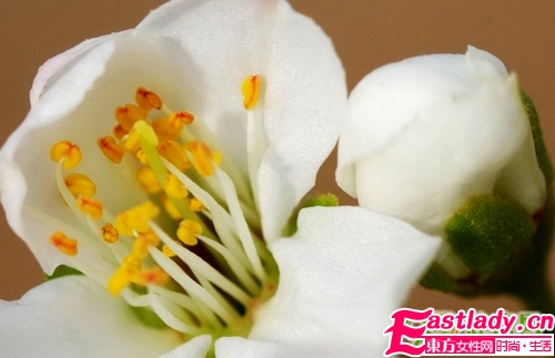 鲜花美容养颜法 让女人娇嫩如花