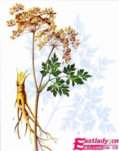 美容达人实践 当归糯米粉美白面膜