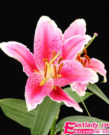 天然养颜法 不化妆的超级美人