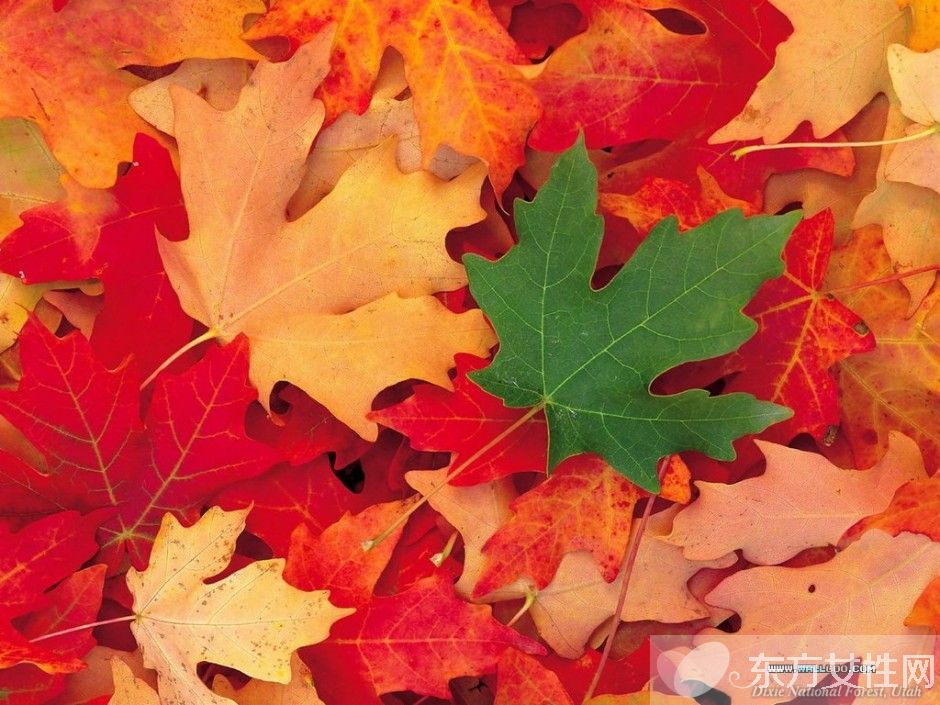 痛风偏方有哪些 如何在日常饮食中做好预防