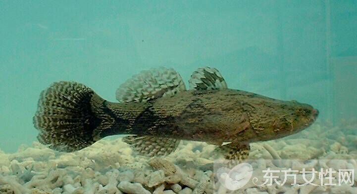 高脂血症的危害有哪些 高脂血症的六大饮食