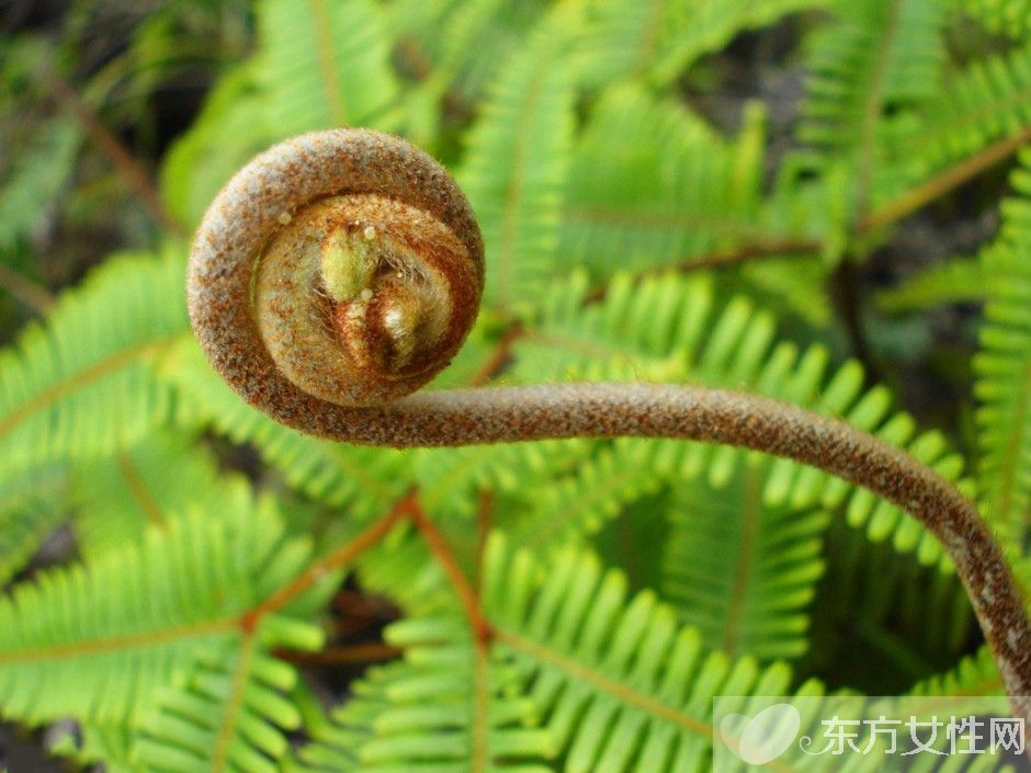 蕨菜致癌吗 抛开剂量谈毒性都是耍流氓