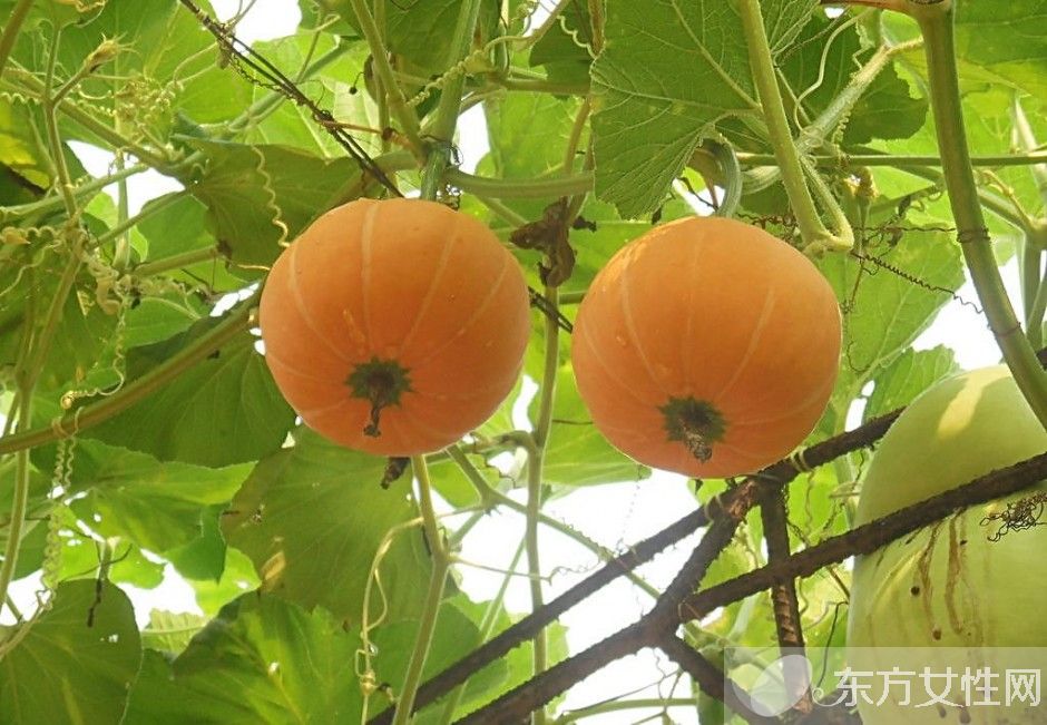 健脑食品有哪些 九种补脑食物越吃越聪明