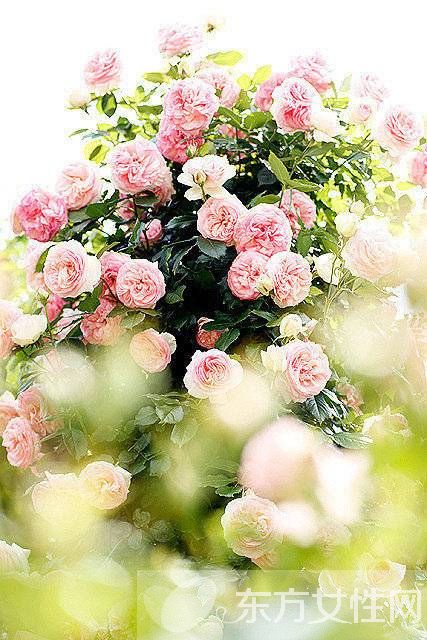 类风湿和风湿有什么区别 治疗的方式是不是截然不同的