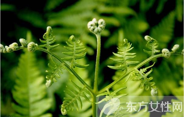 蕨菜致癌吗 抛开剂量谈毒性都是耍流氓