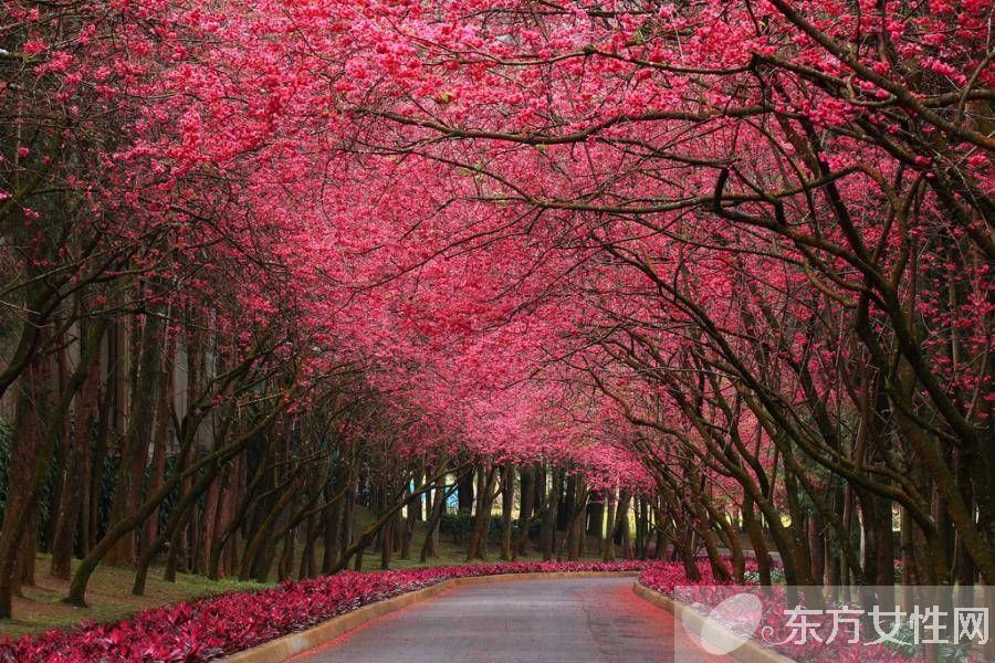 抗辐射的水果 电脑族必吃的10种水果