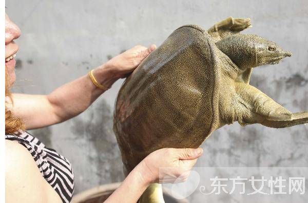 甲鱼的营养价值以及甲鱼汤的做法