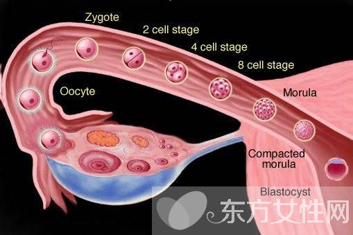 输卵管堵塞的症状表现 出现这些症状一定要及时就医