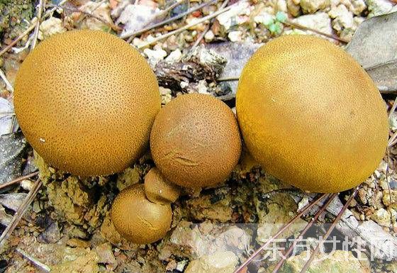 马勃菌的功效与作用以及食用注意事项