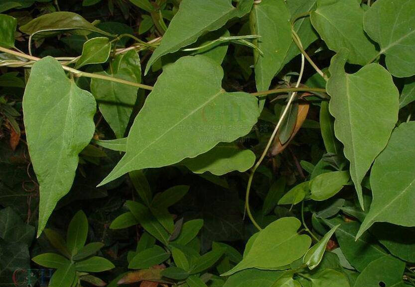 何首乌的功效与作用 它有哪些副作用