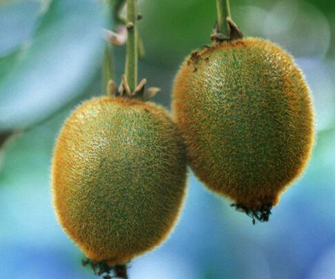 平常发烧吃什么好得快 这些水果帮你驱赶病魔