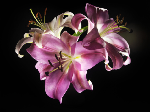 卵巢保养秘方有哪些 内外调养是关键