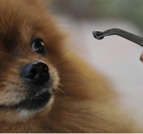 蜱虫是什么 夏季千万要小心这种夺命虫上身