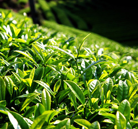 茶叶的作用哪些 有何营养价值