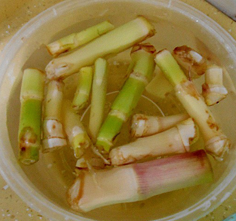 虽说芦根的作用好处多 但脾胃虚寒者要禁用