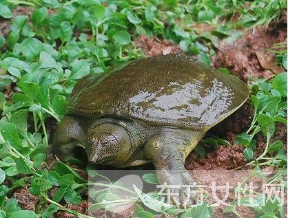 甲鱼的营养价值以及甲鱼汤的做法