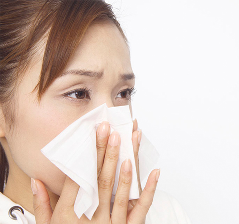 苦丁茶的作用与功效 这五类人要忌喝苦丁茶