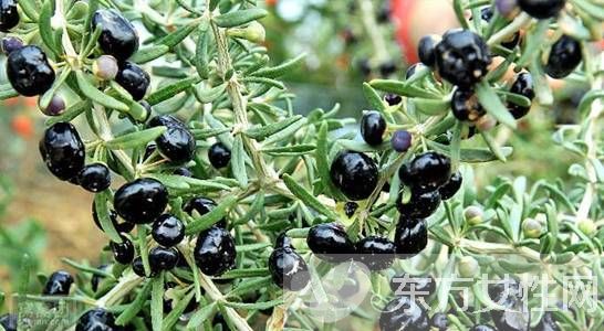黑枸杞的正确吃法 黑枸杞的功效与作用