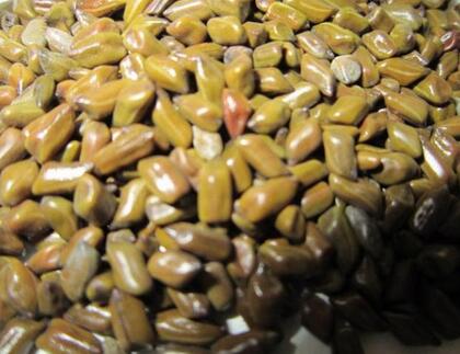 决明子的功效有哪些 决明子泡茶喝六大功效