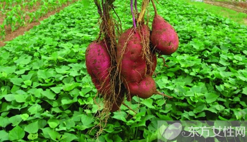 高血压不能吃的食物有哪些 高血压这几种水果不能吃