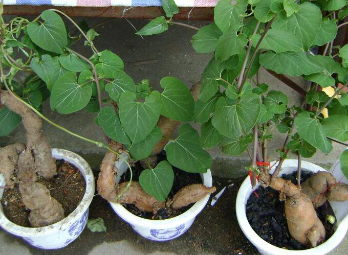 何首乌的功效与作用 它有哪些副作用