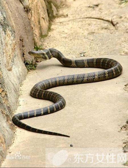 乌梢蛇的功效与作用有哪些 乌梢蛇的4大用处