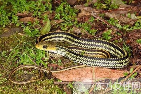 乌梢蛇的功效与作用有哪些 乌梢蛇的4大用处